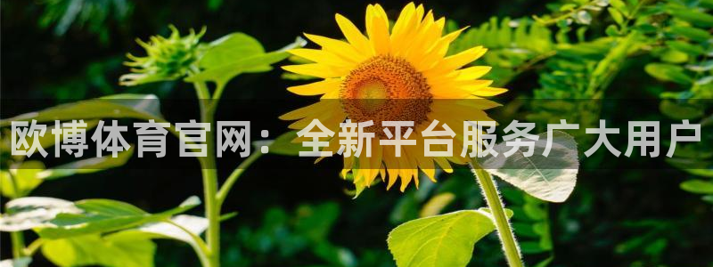 蓝狮在线登录注册：欧博体育官网：全新平台服务广大用户