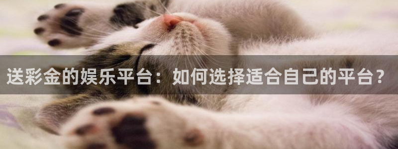壹号大舞台：送彩金的娱乐平台：如何选择适合自己的平台？